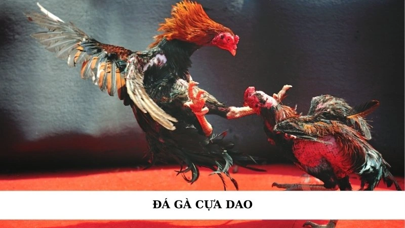 Đá gà cựa dao