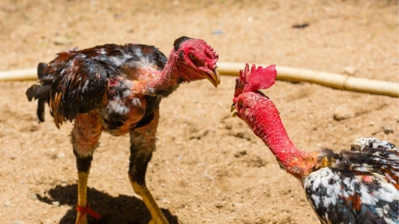 Tổng quan về đá gà trực tiếp Thomo hấp dẫn