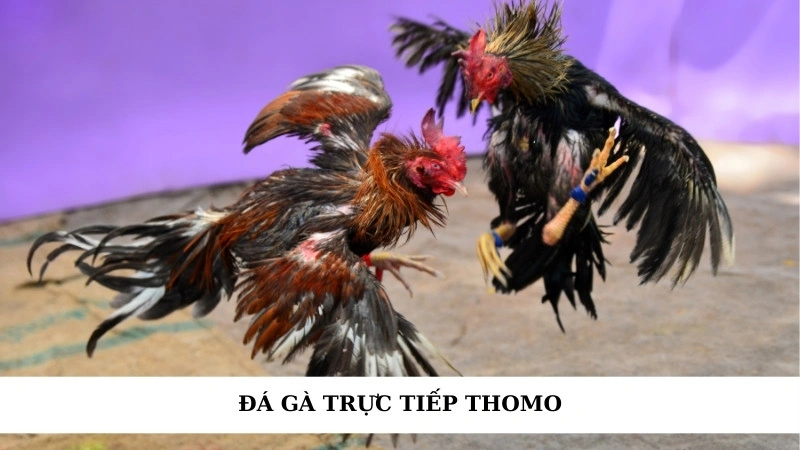 Đá gà trực tiếp Thomo