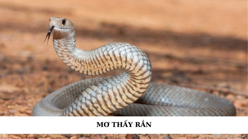 Mơ thấy rắn