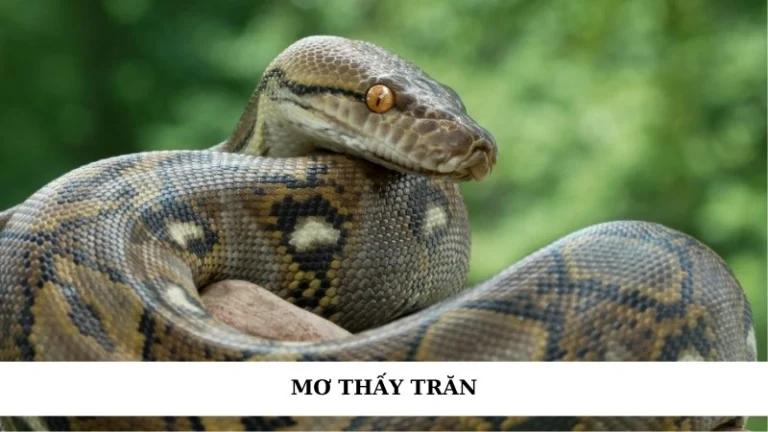Mơ thấy trăn