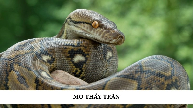 Mơ thấy trăn